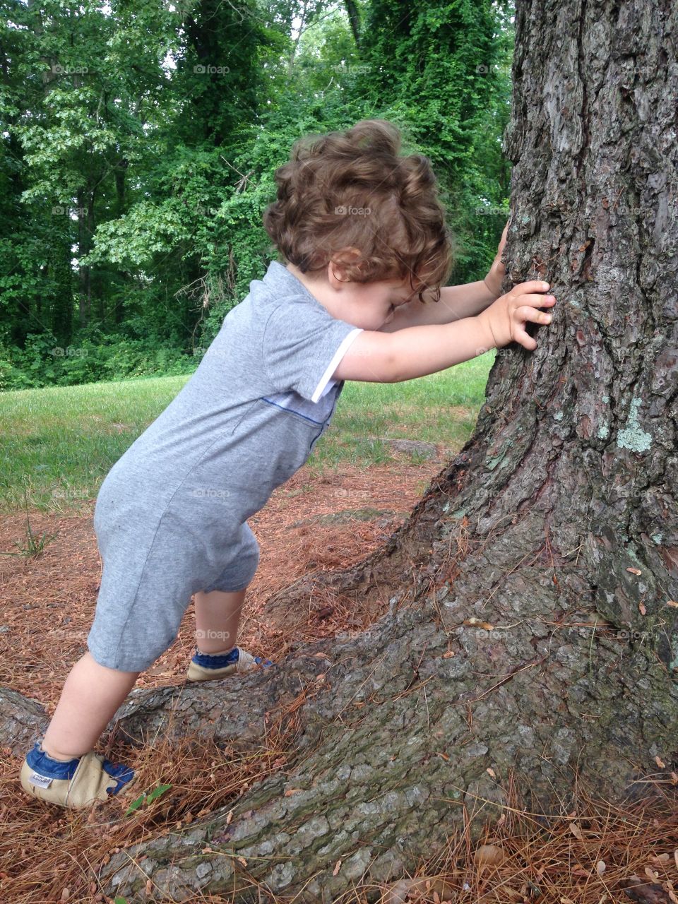 Ant and the Rubber Tree Plant. My baby boy trying to push a tree over.