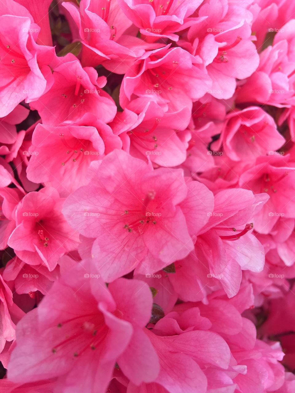 Azaleas in Bloom