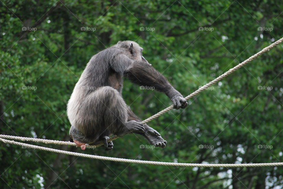 Primate at Furuvik Zoo