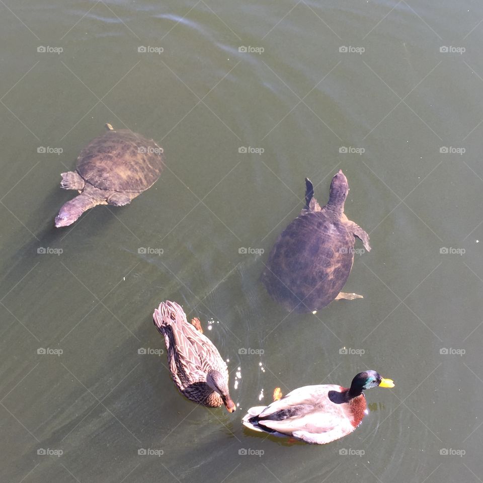 Ducks and Turtles hanging out together