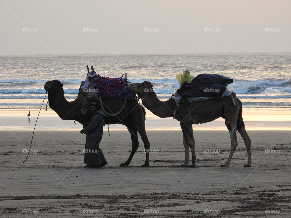 Dromedary by the sea