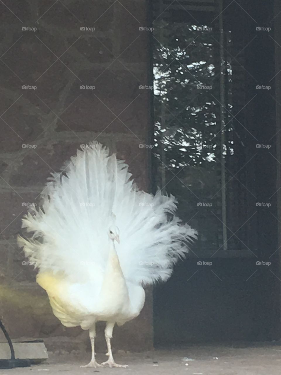 Naturally white peacock standing regally before the Virginia home he’ll fight to protect