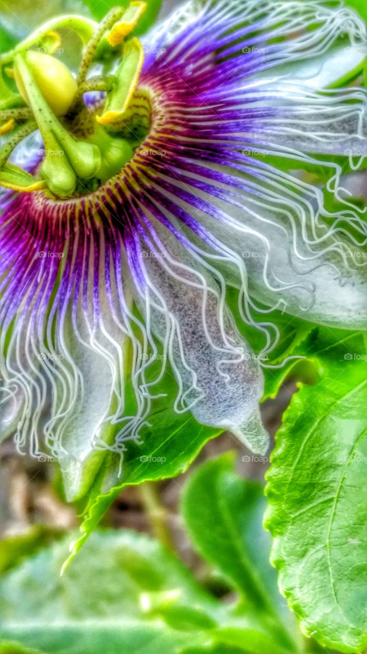 Velvet Purple Passion Flower. Passion flowers blooming on the vines.