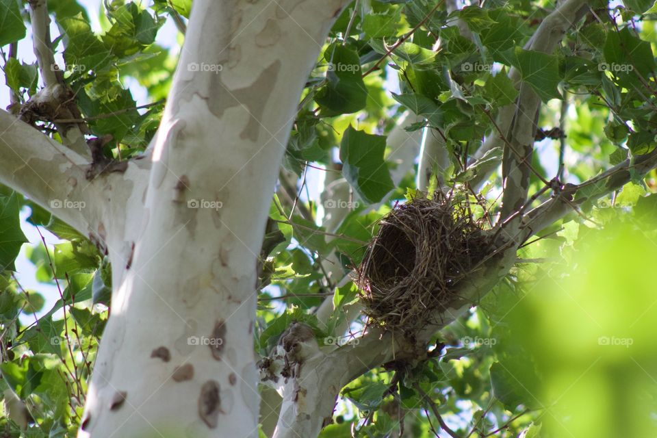 A bird’s nest in a large, leafy sycamore tree with peeling bark and white trunk 