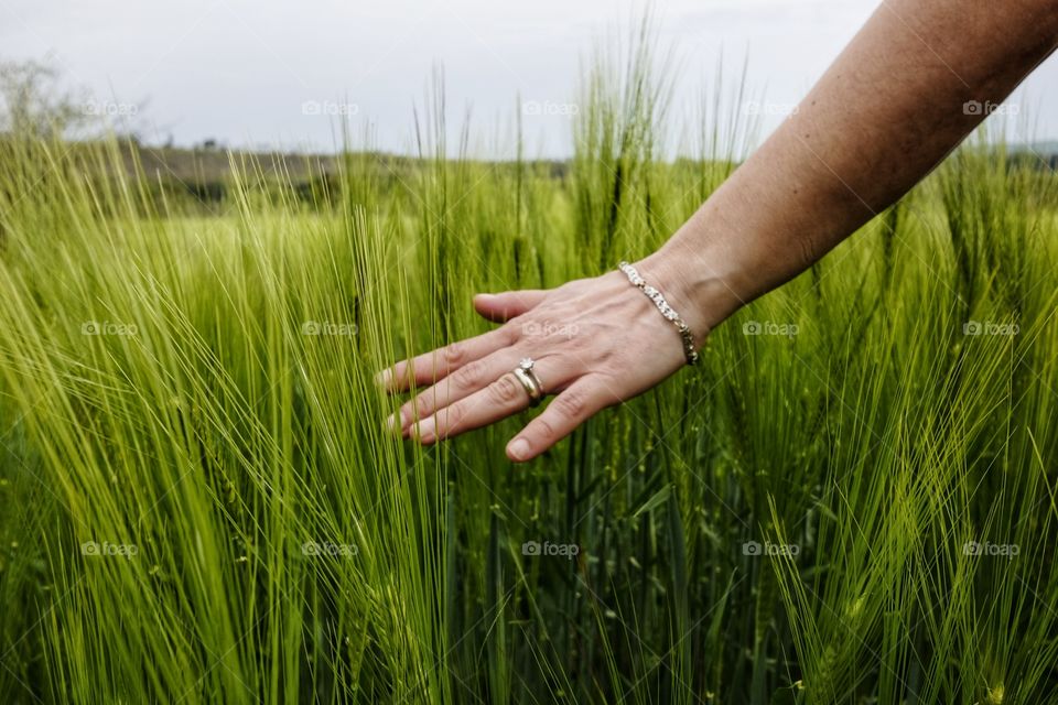 Woman hand touches wheat ears