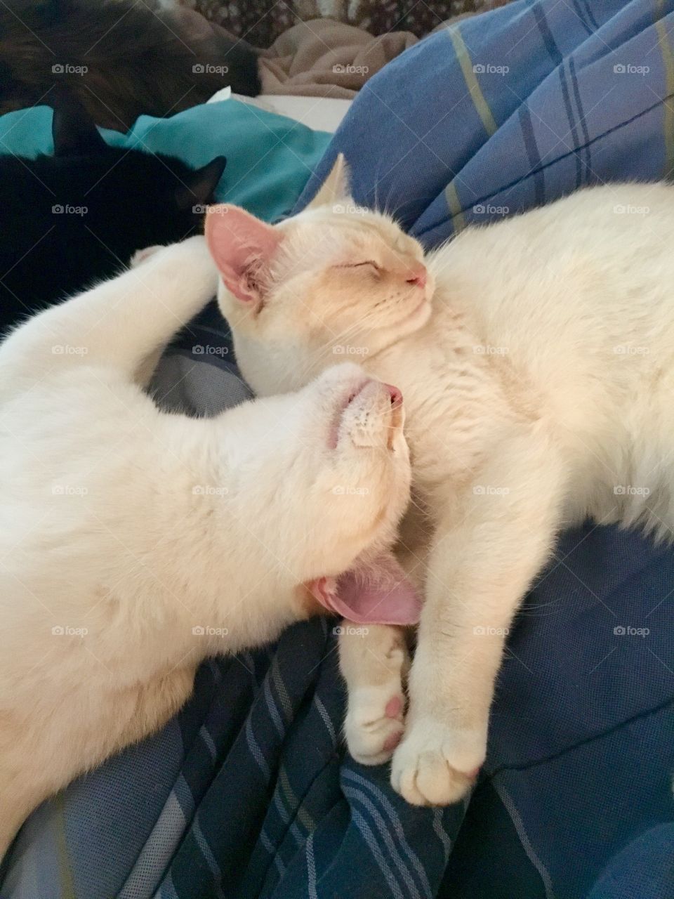 Sweet little cuddle cats 