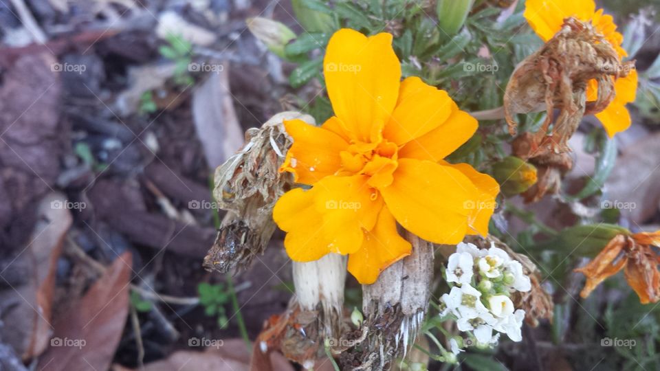 orange flower blossom