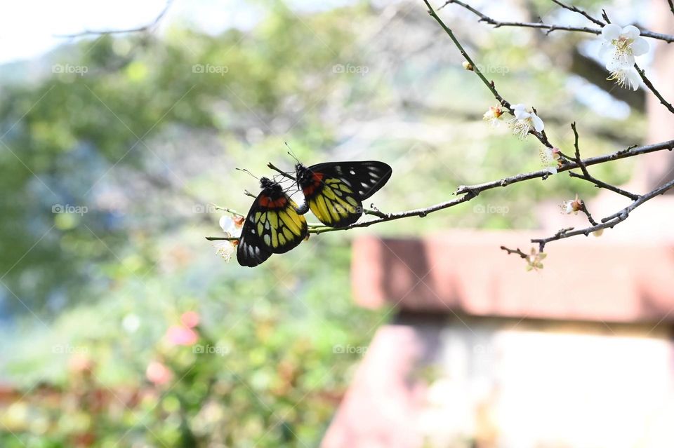 Beautiful and cute butterfly