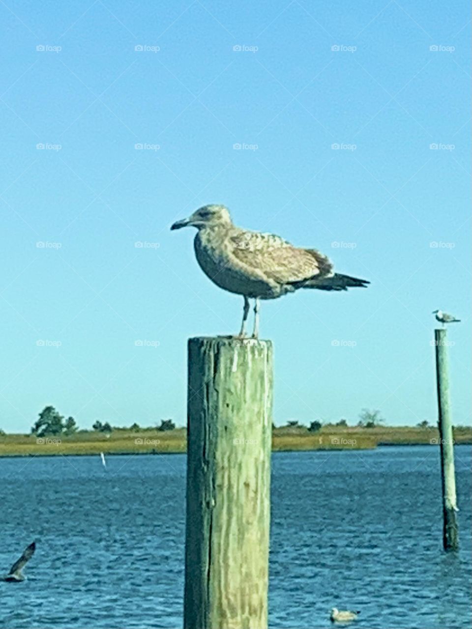 Seagull post