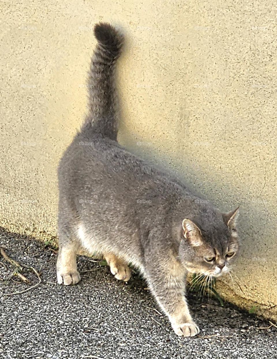 cat in Aix-en-Provence