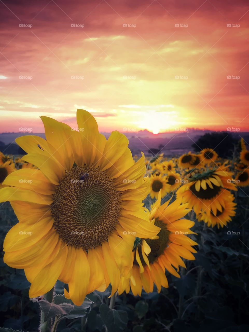 Sunset view from a Sunflower field. The colors were amazing in the sky, creating an amazing background for the beautiful Sunflowers.