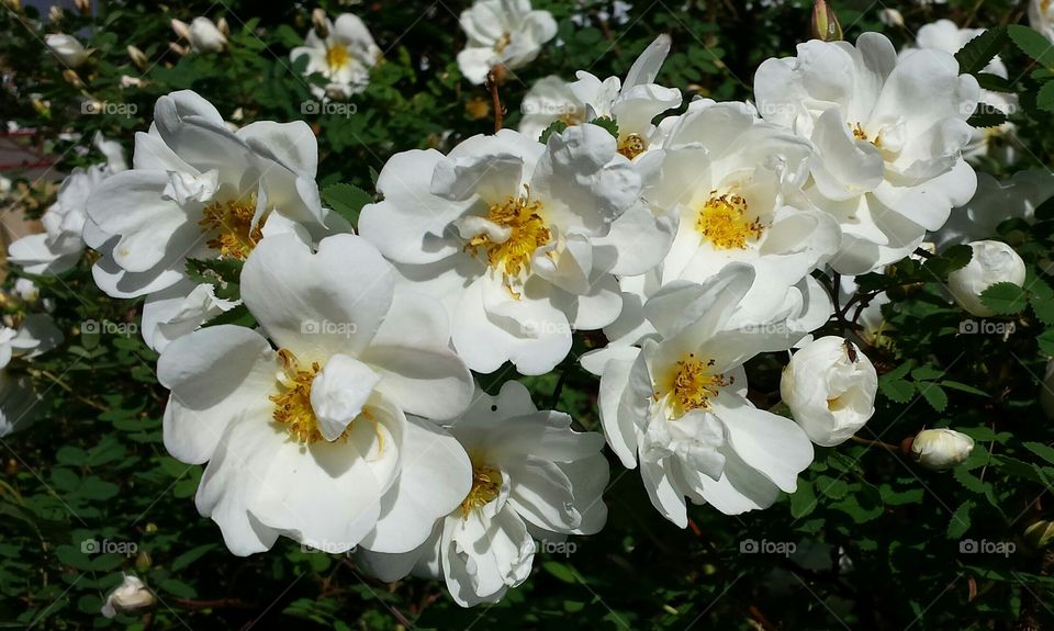 White Roses. 6-19-15 MN