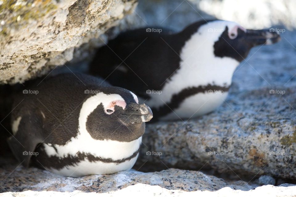 African Penguins