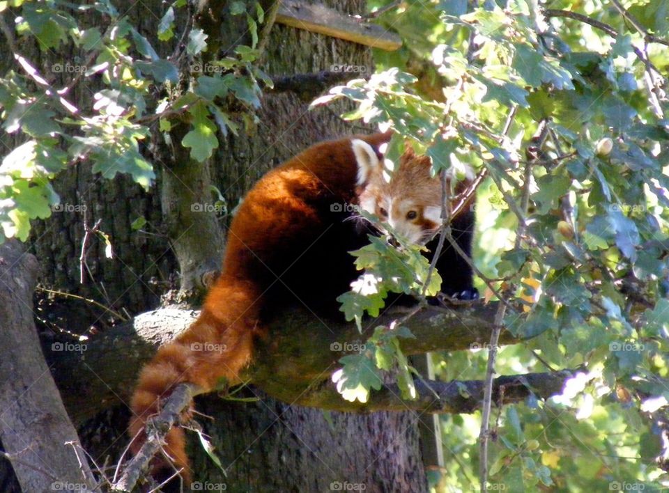Red panda