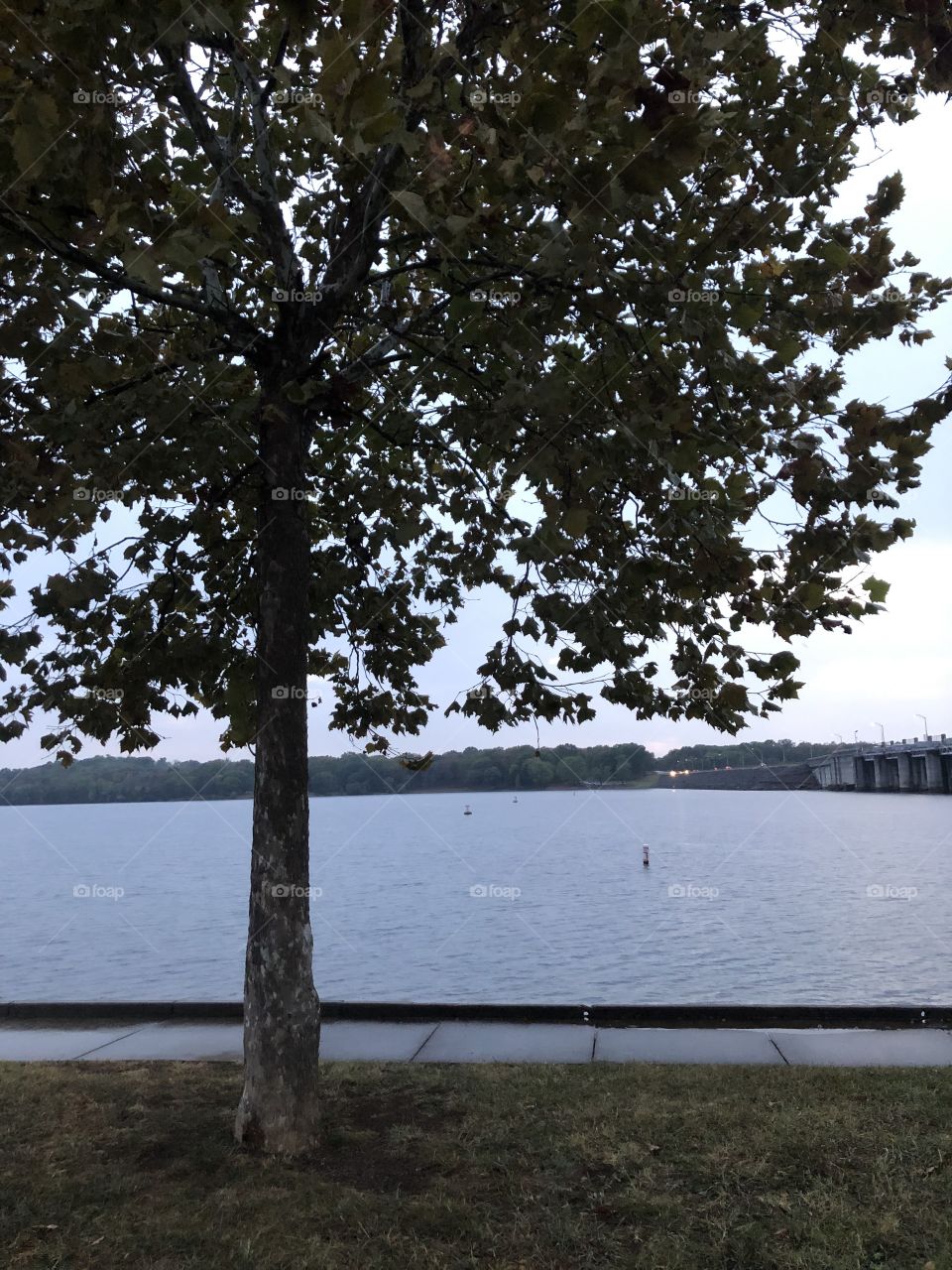 Tree with lake in the background 