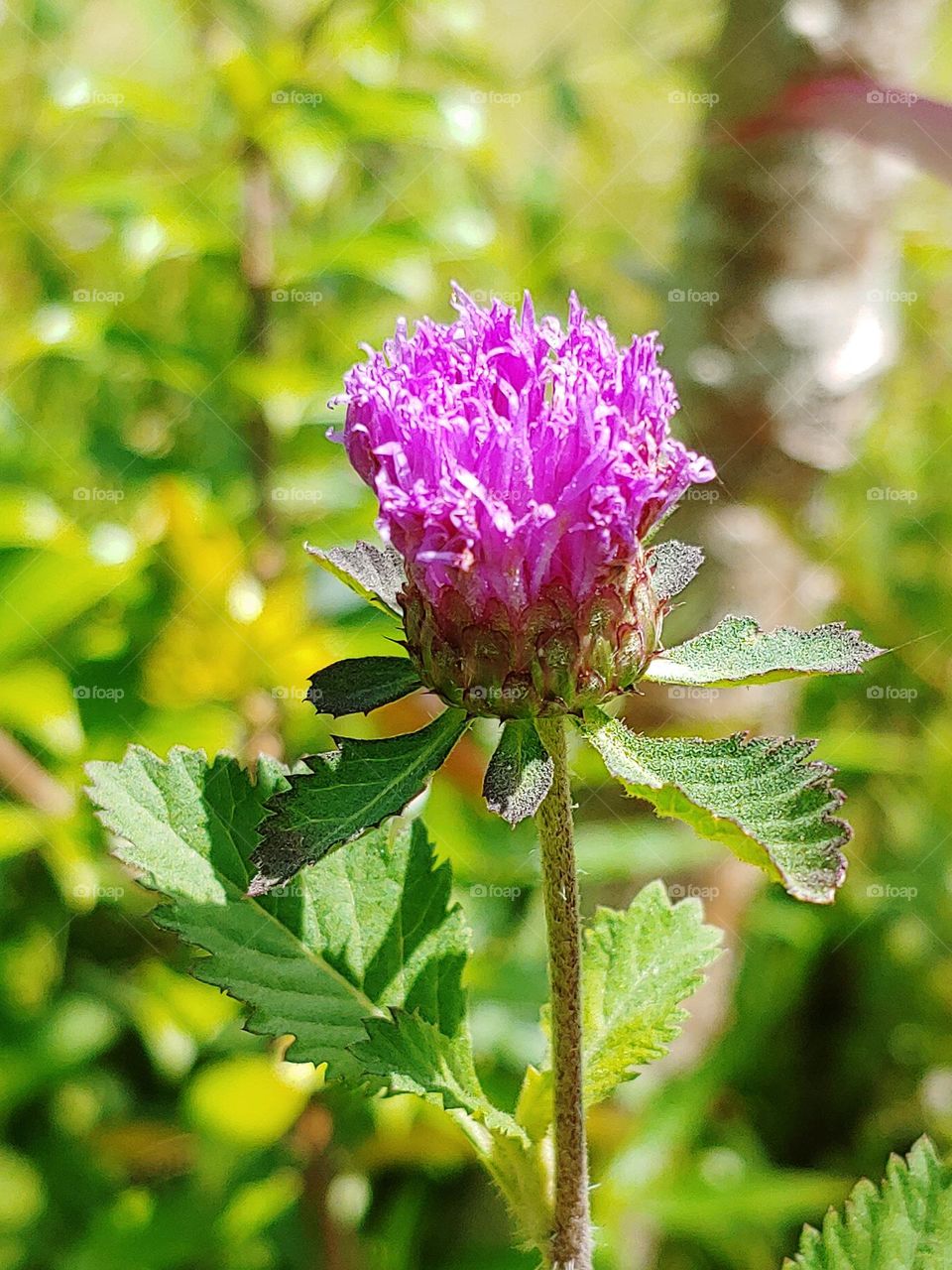 flowers captured