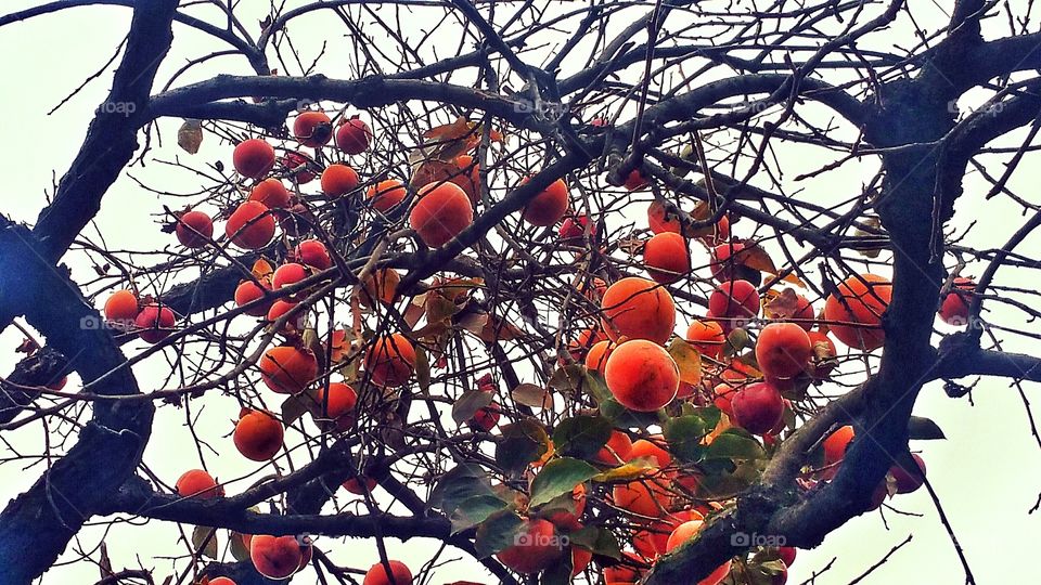 Last Fruits of Autumn