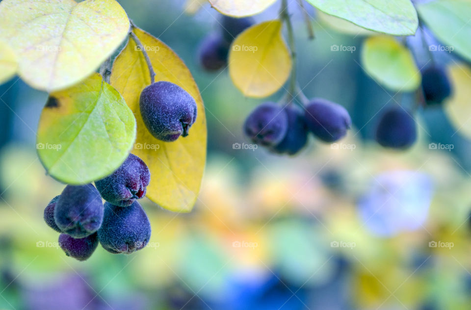 Close-up of a branch with some wild berries and a colorful blurry background