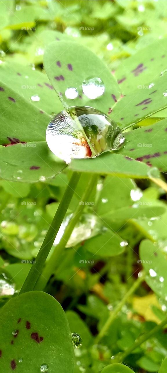 Raindrops on leaves