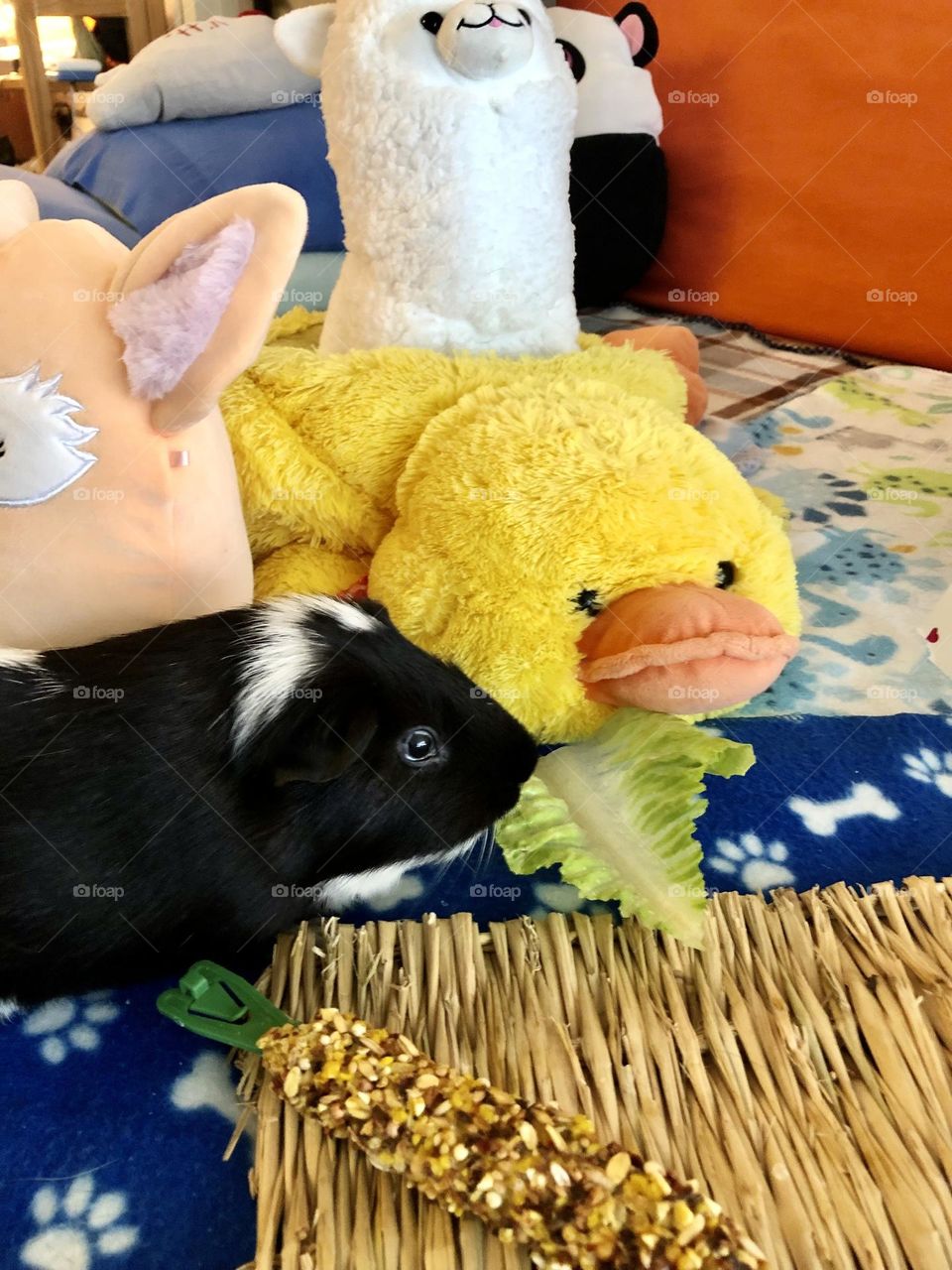 Timmy with his ducky toy / family pet Guinea pig 