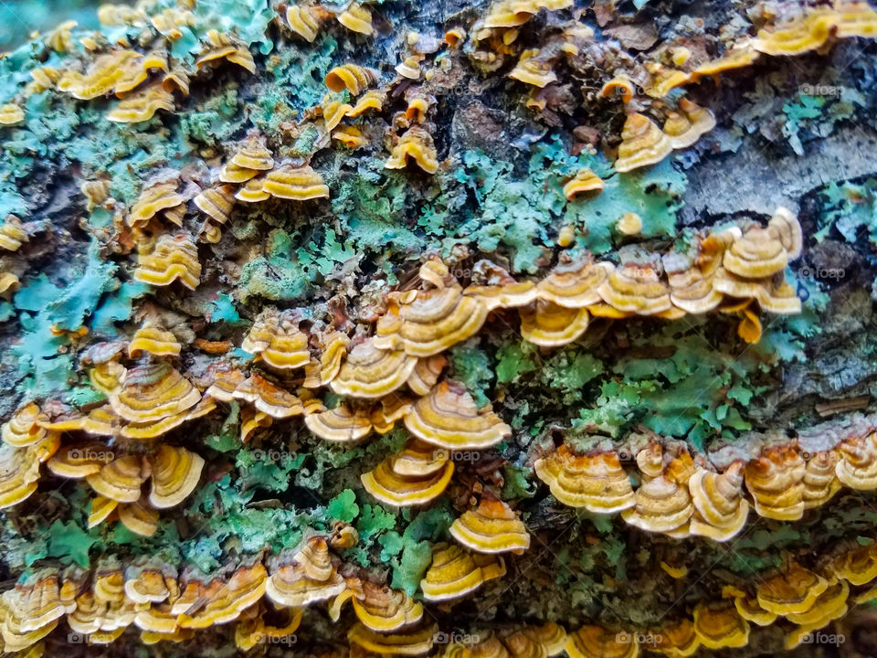 fungus and moss