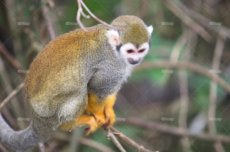 Squirrel monkey sitting on branch
