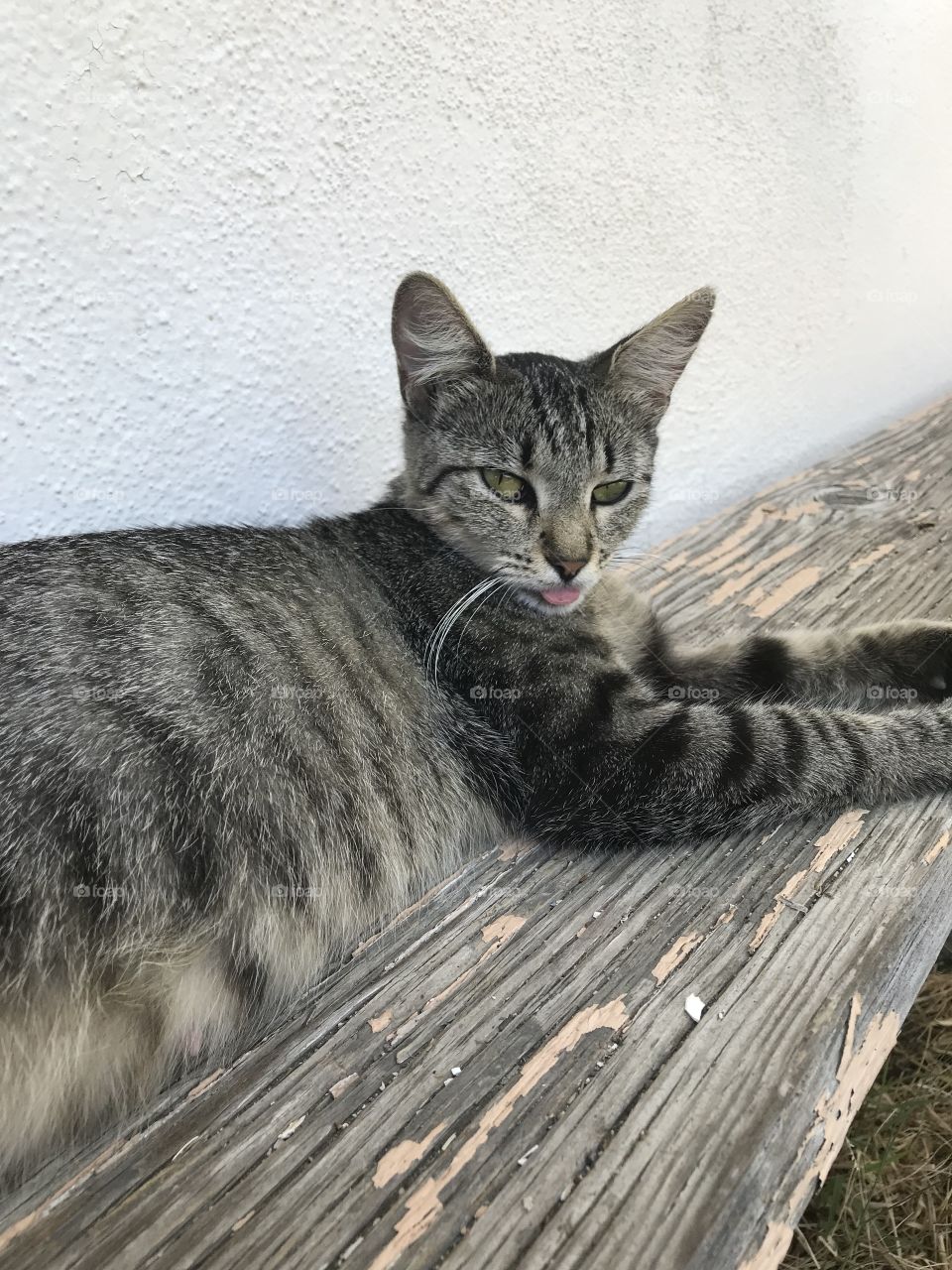 Pregnant Gray Cat Resting 