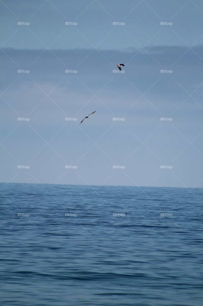pelicans flying over the ocean