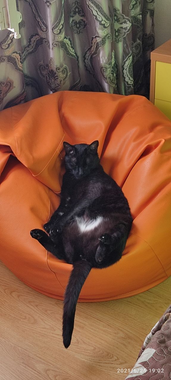 salinas gato
