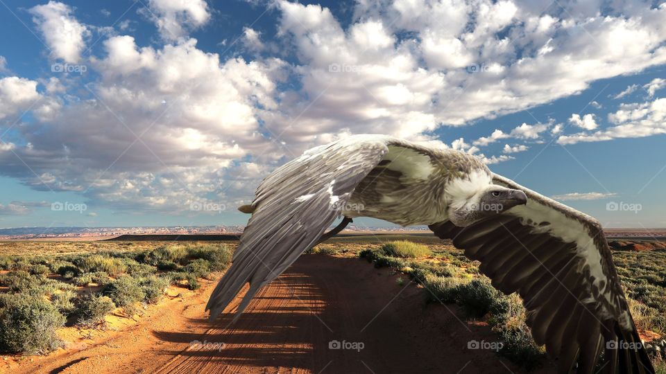 White-backed vulture flying in the savannah