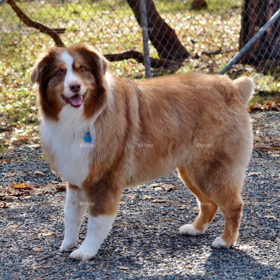 Smiling Ginger