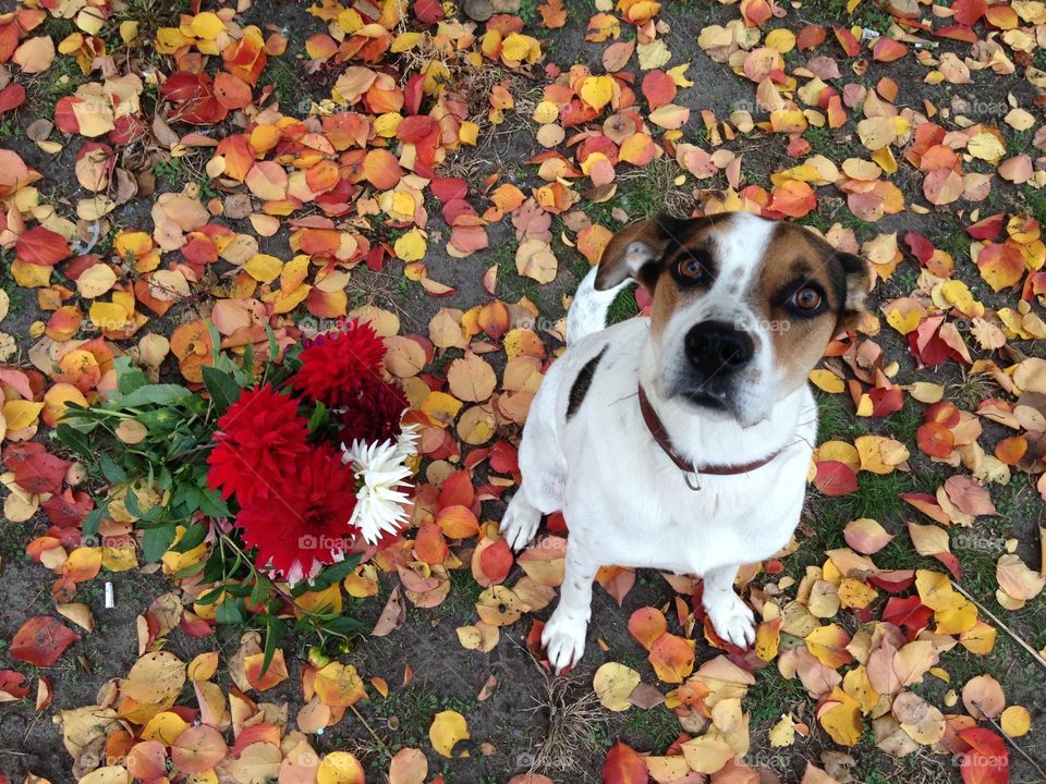 Cute dog with bright flowers