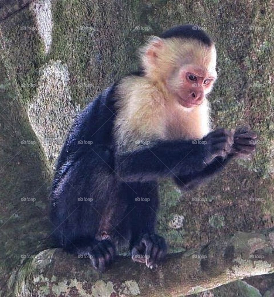 White-throated Capuchin