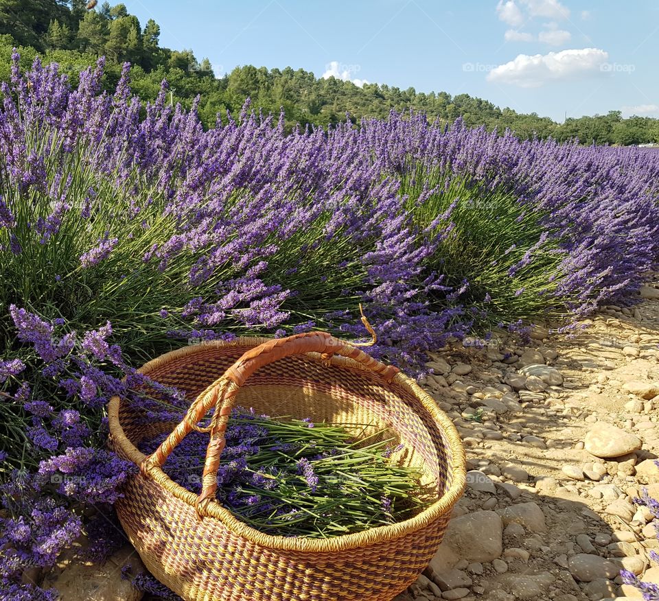 Basket in a field of lavender in valensole,  France.
