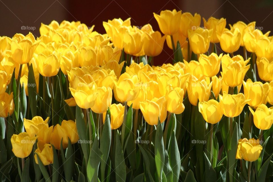 Tulips