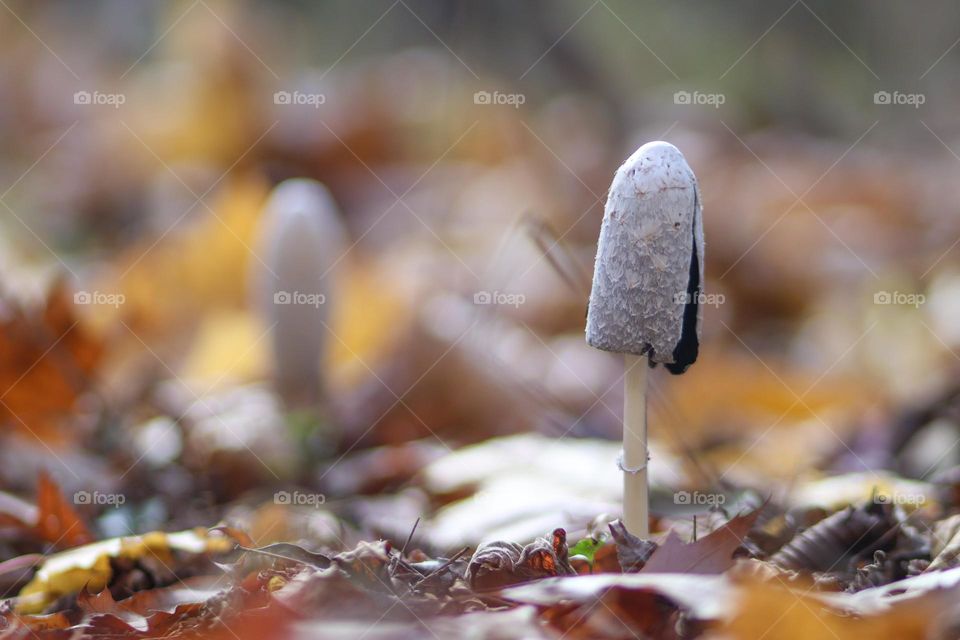 Mushrooms in autumn