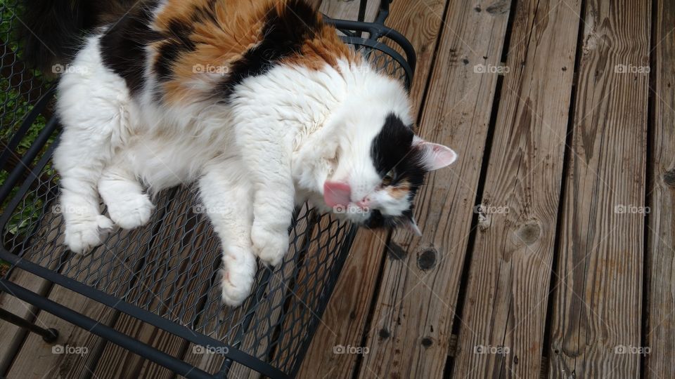 Calico cat with tongue sticking out