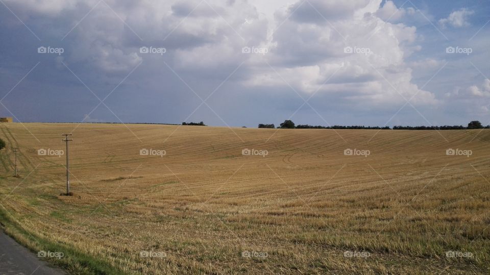beautiful field