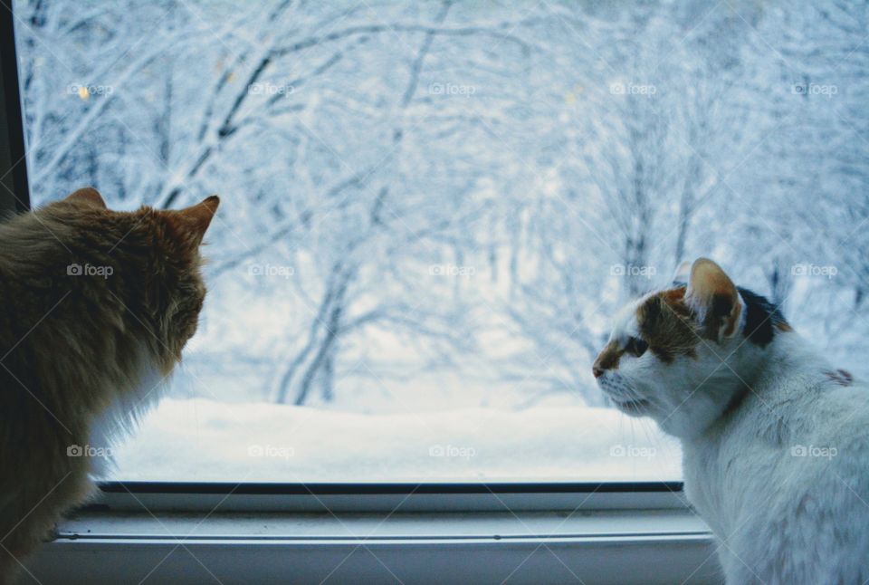 two cats pets funny portraits on a winter window