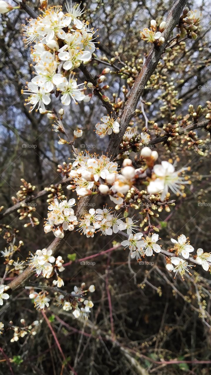 Prunus spinosa blossom