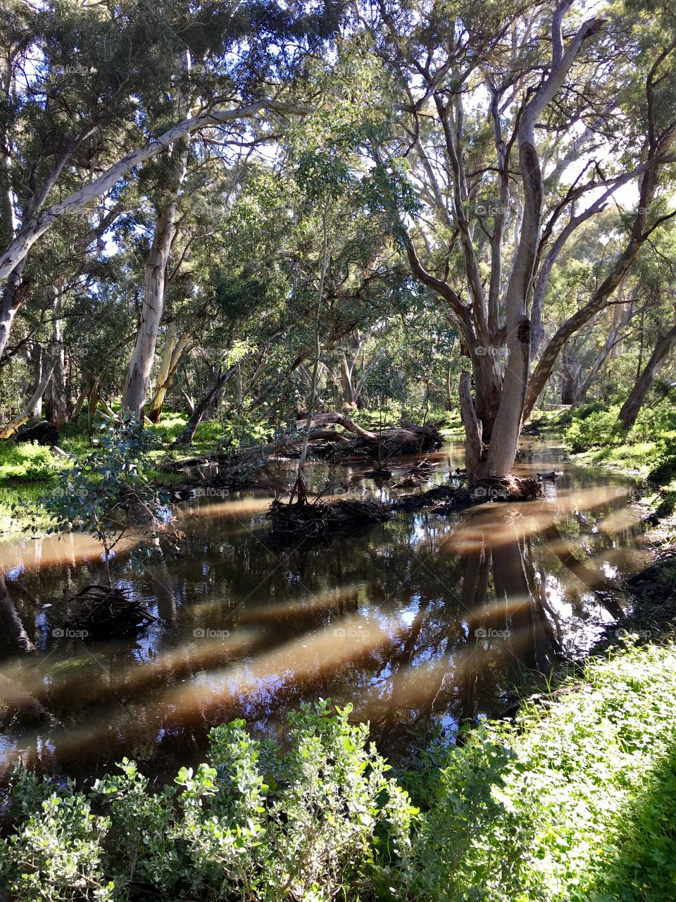 Gumtree shadowplay deep in the forest of the Flinders Ranges in Springtime 