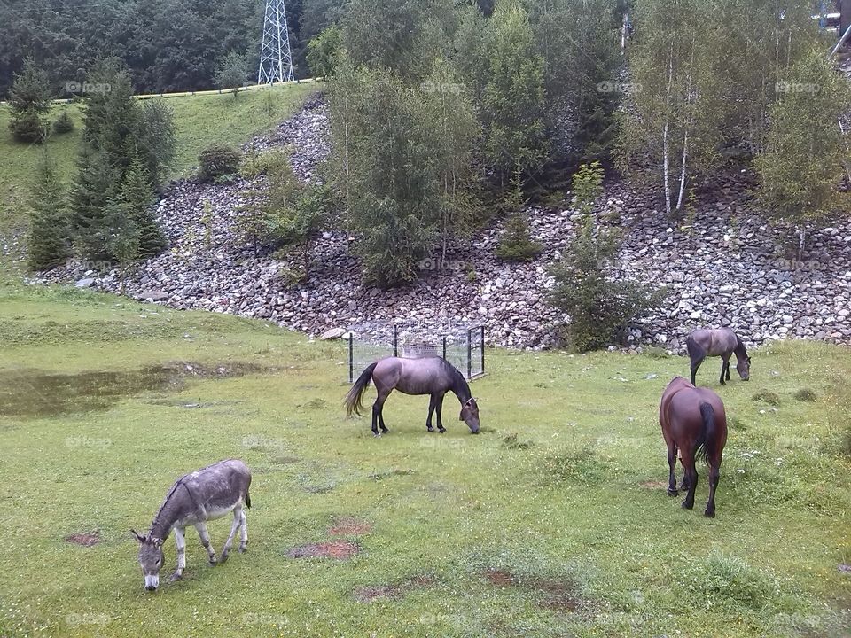 Three Horses and a Donkey