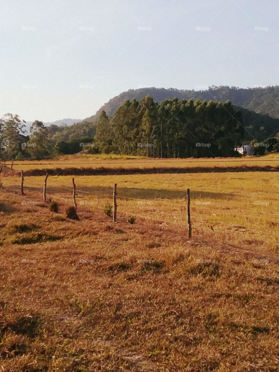 Tons de dourados sobre verde e sobre azul.
