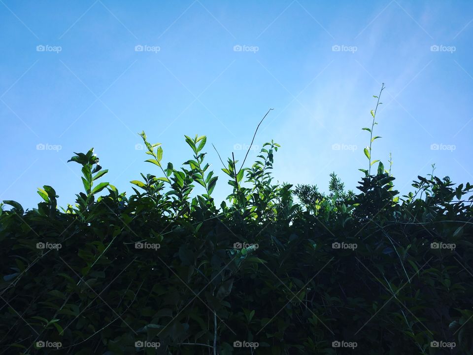 Plants wall with blue sky background 