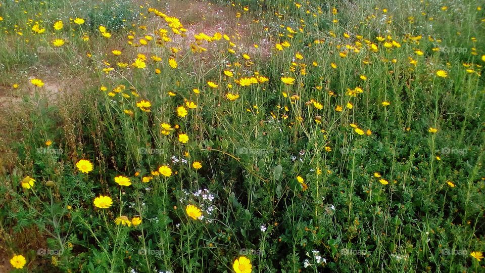 Rural field of yellow wild spring flowers
surrounded by green flora in early March
