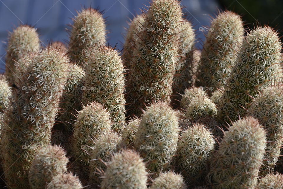 Green cactus on my balcony.