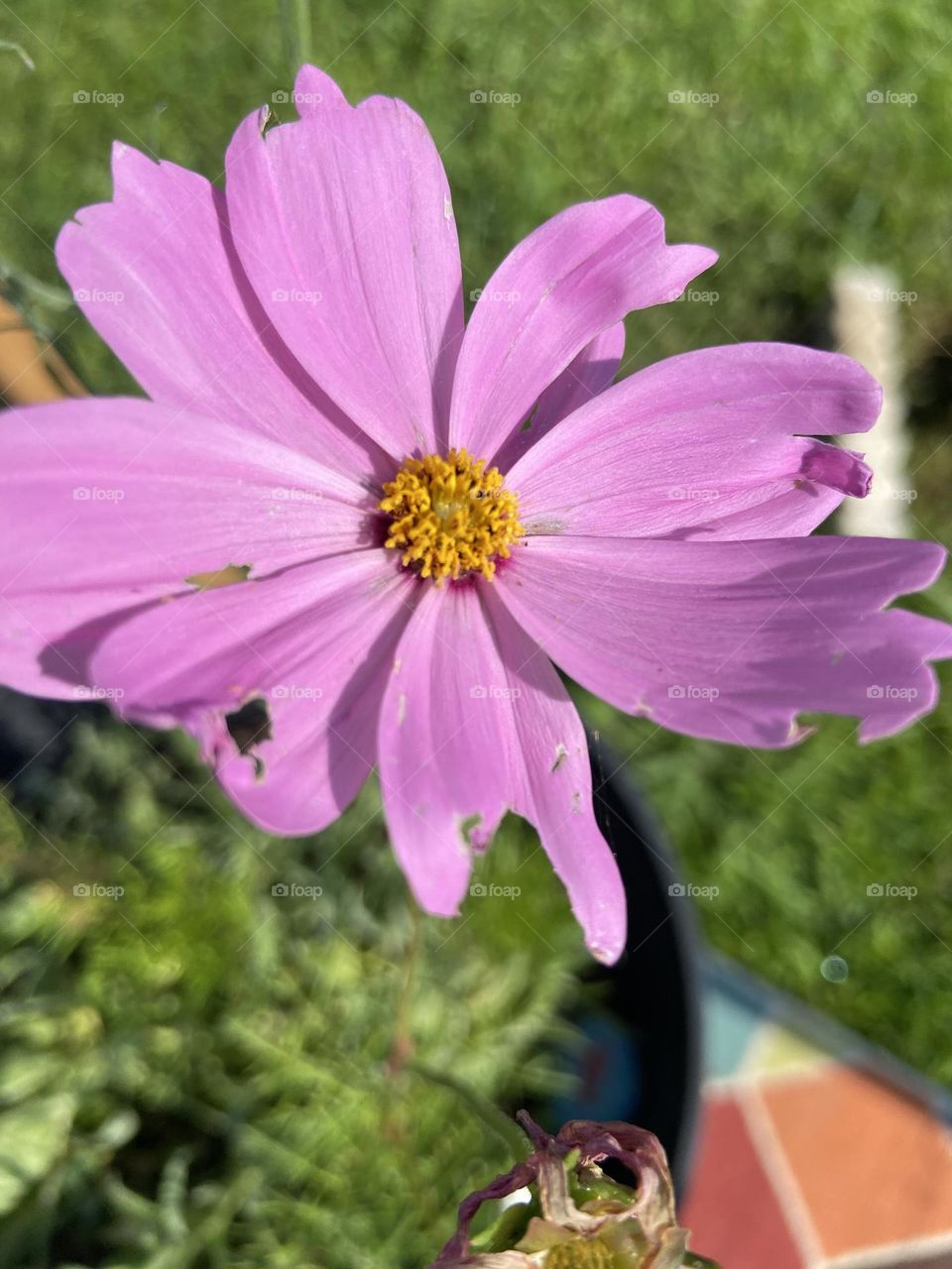Wildflower on a spring day. I planted them and watched her bloom. 