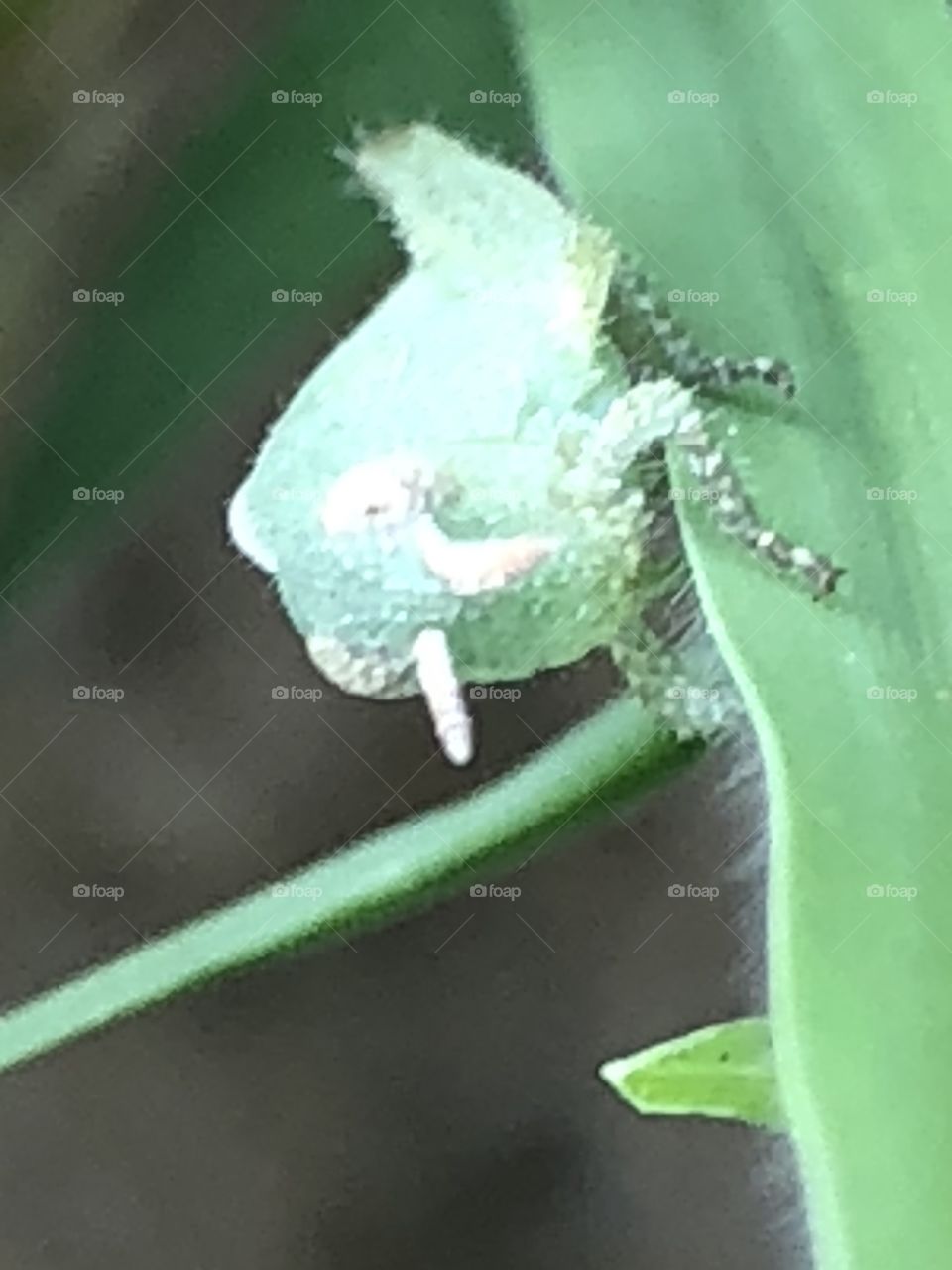 Grasshopper on leaf