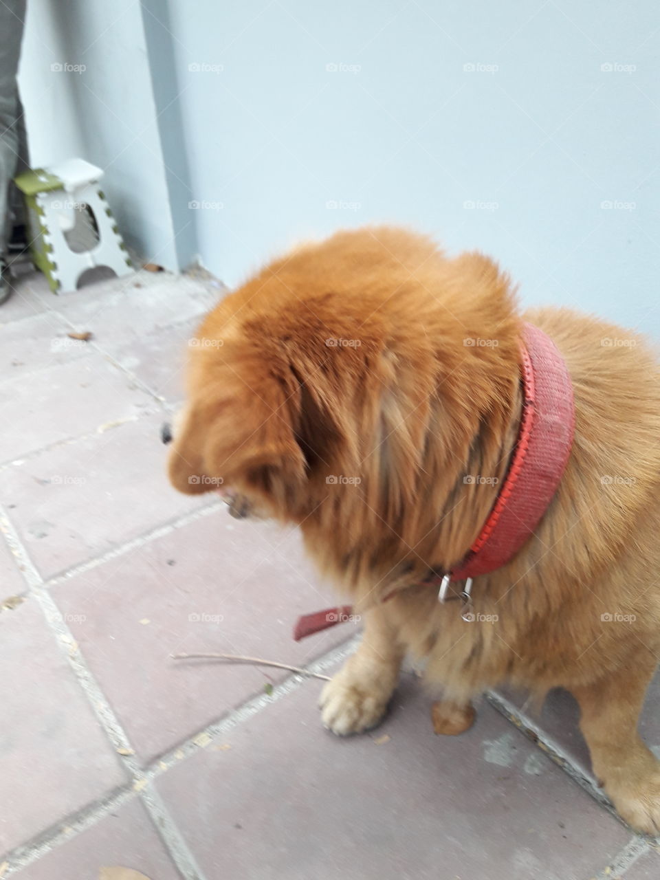 I try to photo this orange brown dog  by focus camera to his face. When he see the camera he will turn away his head to  another way every time.