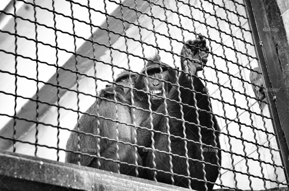 Couple of monkeys behind bars in zoo